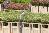 cao groothandel bloemen planten